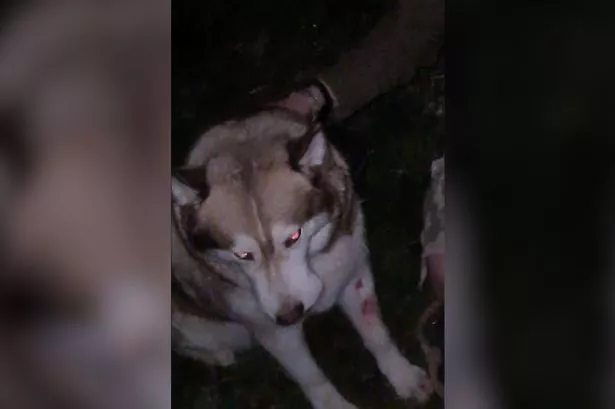 'Frenzied' dog attack at Ellesmere Port park leaves husky with 'serious injuries'
